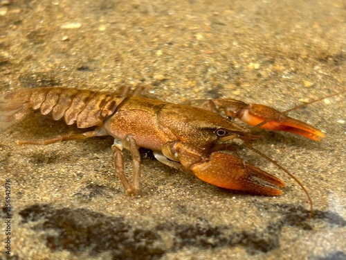 ニホンザリガニ, Cambaroides japonicus