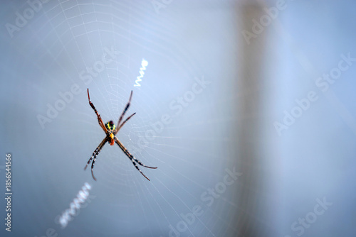 The image shows a spider sitting at the center of its web, captured in a calm, minimalistic style.

The spider is positioned exactly in the middle, with its legs spread symmetrically, forming an X-lik