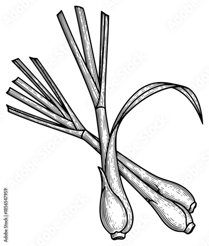 a black and white drawing of a plant showing the stems and leaves, black, branch, drawing, illustration, picture, plant, show, stem, against transparent background