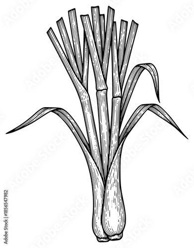 a black and white drawing of an onion or corn, black, corn, drawing, illustration, onion, picture, plant, against transparent background