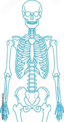 Blue Line of a Human Skeleton with Detailed Bones and Joints spine