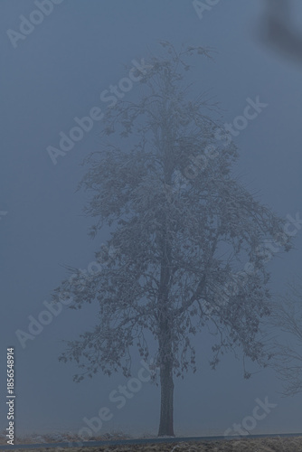 Frosty trees and pasture land in winter morning near Tisa village