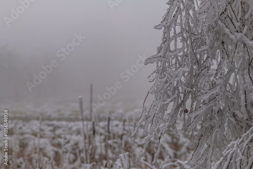 Frosty trees and pasture land in winter morning near Tisa village