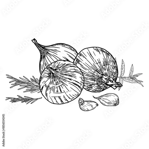 Onions and garlic cloves, hot black pepper, and rosemary, sketch. Vector illustration. Farm vegetables and spices isolated on a white background. Suitable for recipes, menus, cookbooks, and textiles.
