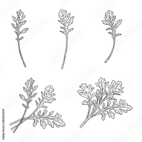 Sprigs of arugula and dandelion, black and white sketch. vector illustration. Kitchen herbs and spices isolated on white background. For menus, recipes, cards, and textile printing