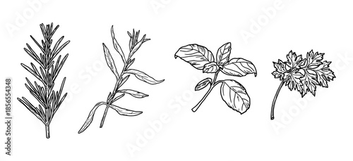 Sprigs and leaves of parsley and rosemary, basil and tarragon, black and white sketch. Vector illustration. Kitchen herbs and spices isolated on white background. Sprig with leaves.