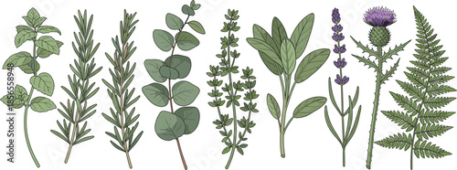 Hand Drawn Herbal Plants and Medicinal Herbs Botanical Vector Set Isolated on White Background