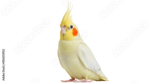 Fotografía Isolated Cockatiel perching upright, a charming pet bird known for its distincti