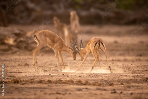 Photos Two male impalas fighting in sandy clearing