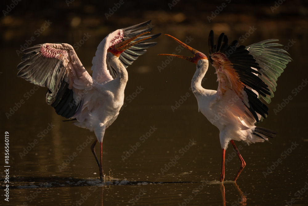 Photography Yellow-billed storks squabble in pool spreading wings