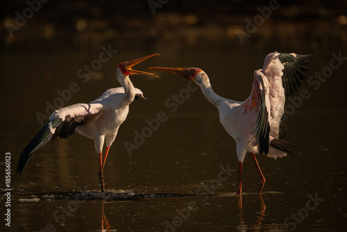 Yellow-billed storks squabble in pond spreading wings