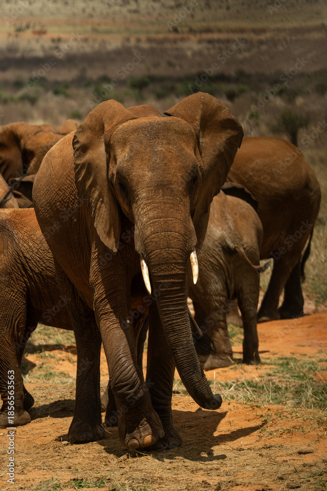 Fototapeta premium elefante nella savana