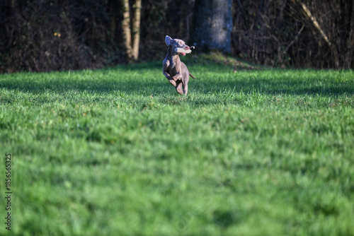 Photography weimaraner happily retrieving a dummy