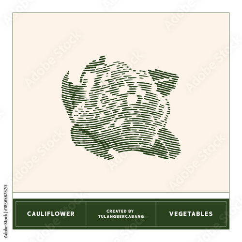 cauliflower vector engraving