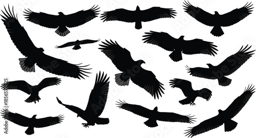 Eagle silhouette set collection of flying hawk birds of prey predatory wingspan soaring vulture falcon wildlife nature design elements vector illustration isolated.