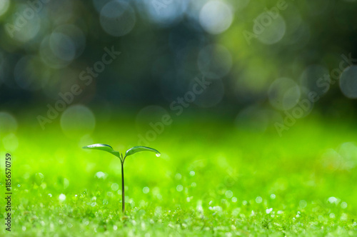 森の中の芽生え,芽生えたばかりの双葉