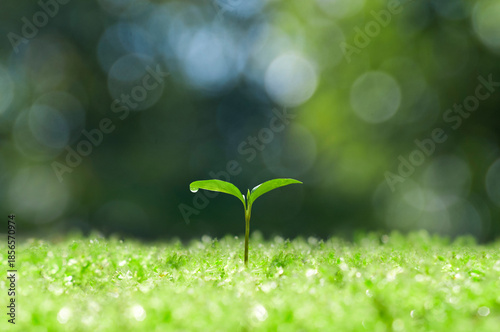 森の中の芽生え,芽生えたばかりの双葉
