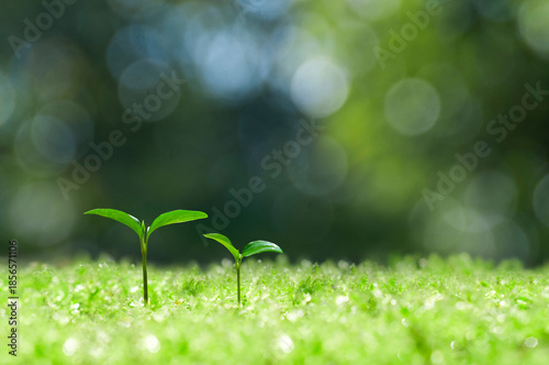 森の中の芽生え,芽生えたばかりの双葉