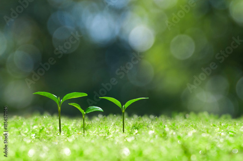 森の中の芽生え,芽生えたばかりの双葉