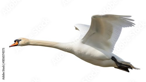 Photos Isolated Mute Swan Cygnus olor in Flight, Large Bird with Wings Extended for Wil