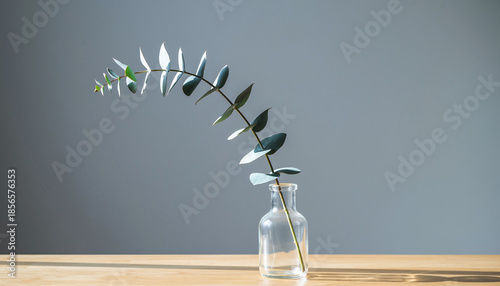 Minimal Eucalyptus Plant Still Life