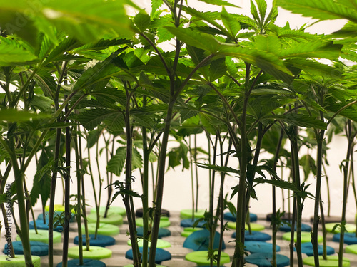 Φωτογραφία Cannabis clones at a growing facility