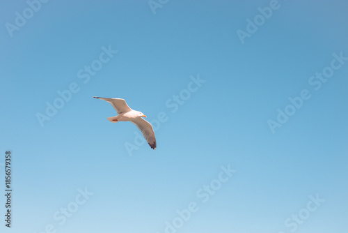 seagull in the sky