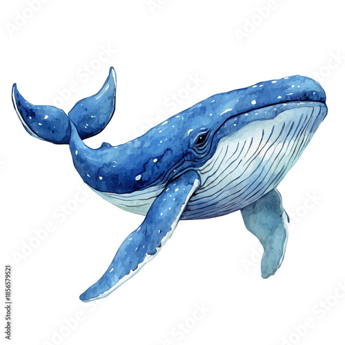 watercolor of Whale Gliding Smoothly, isolated on a white background.