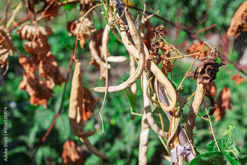 Dry bean pods hang from withered stems, tan husks signaling harvest readiness. Faded leaves and blurred greenery hint at the plant final growth stage in a natural garden setting