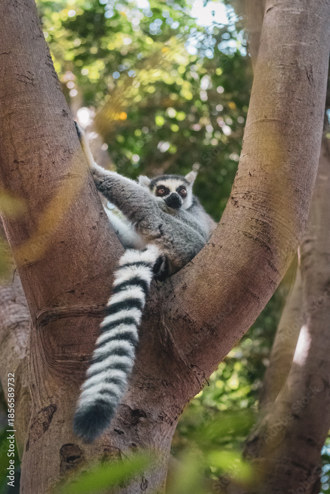 Obraz premium ring tailed lemur on the tree
