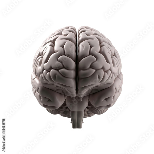 Realistic human brain anatomy model top view