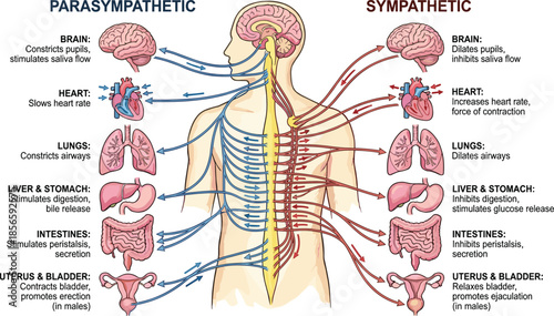 Autonomic nervous system, parasympathetic vs sympathetic, human anatomy, organ function, medical diagram, educational chart, flat vector illustration