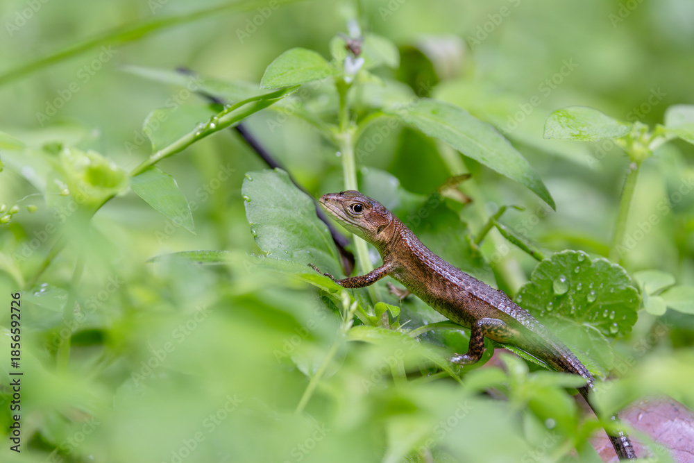 Obraz premium 赤ちゃんカナヘビ