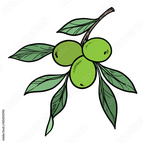 Olive  buds and leaves on branch on white background