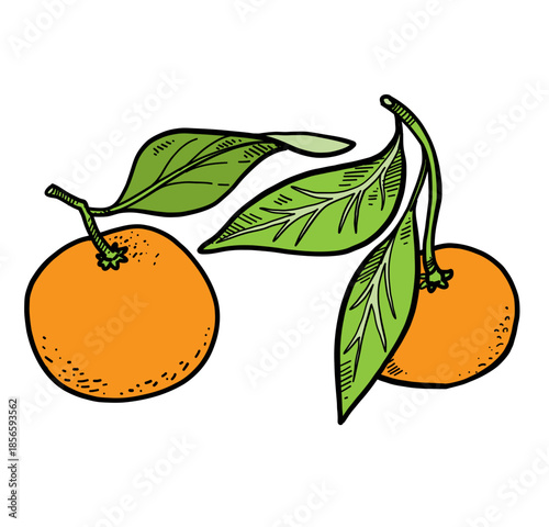 Ripe tangerines with peels on white background