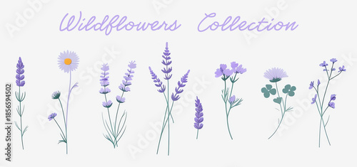 Collection of purple wildflowers and lavender stems. Minimalist  illustration of lavender, daisies, and clover on a light background for design