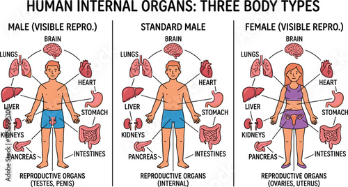 Human internal organs comparison, male and female anatomy, reproductive system visible, educational chart, flat vector illustration, editable, biology design