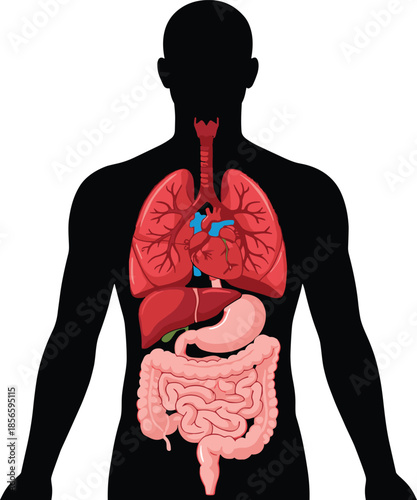 Human internal organs diagram, respiratory, circulatory, digestive systems, anatomy chart, flat vector illustration, editable, educational medical design