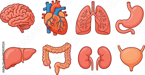 Human internal organs cartoon set, anatomy illustration, educational biology chart, flat vector design, editable, colorful medical reference