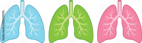 Human lungs illustration, respiratory anatomy, trachea and bronchi, health comparison, flat vector design