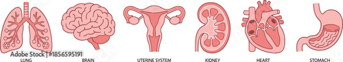 Human organ anatomy set, lung, brain, heart, kidney, stomach, uterine system, labeled illustration, flat vector design, editable, educational