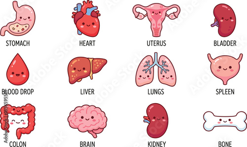 Smiling human organs cartoon set, educational anatomy illustration, kids biology chart, flat vector design, editable, medical reference