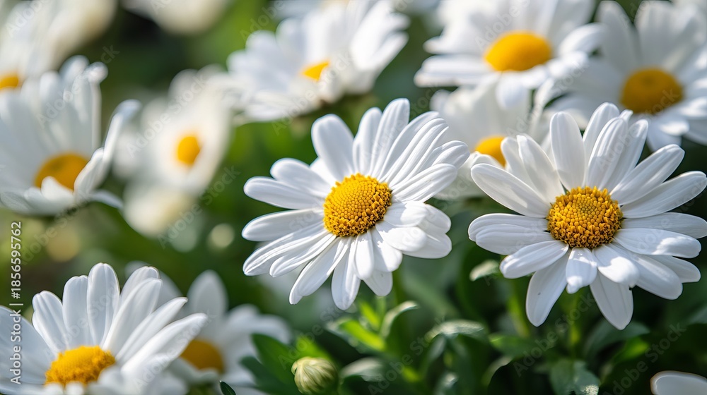 Fototapeta premium Close-up of vibrant white daisies with yellow centers in a lush green field