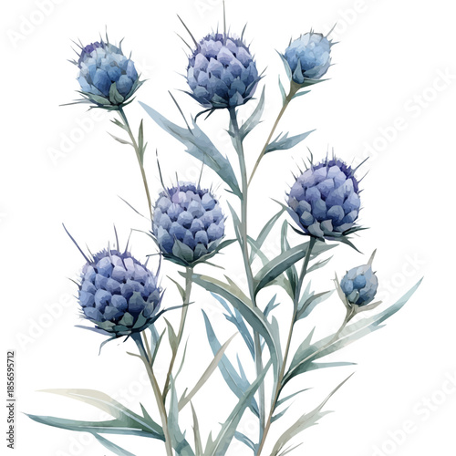 Eryngium Flower, elegant watercolor vector painting with refined details, isolated on a white background.