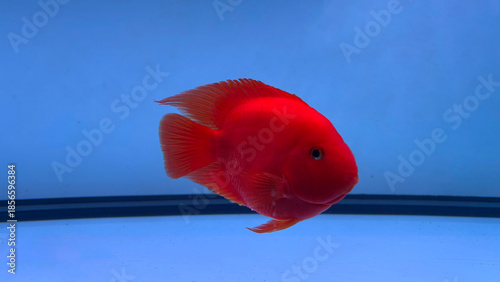 Foto Bright Red Fish Underwater Aquarium Scene