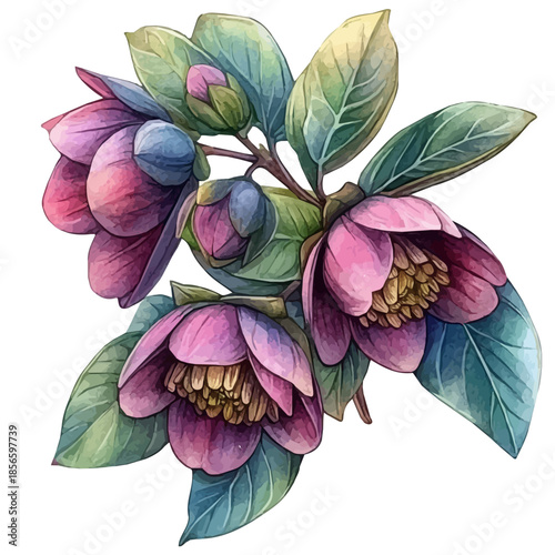 Cerinthe Flower, elegant watercolor vector painting with refined details, isolated on a white background.