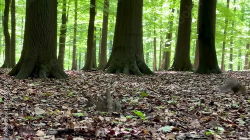 A chipmunk scurries through a forest floor covered in fallen leaves beneath tall trees