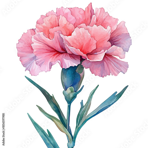 Carnation Flower, elegant watercolor vector painting with refined details, isolated on a white background.