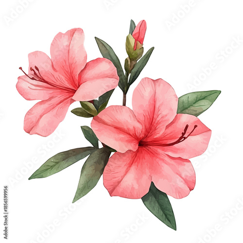 Azalea Flower, elegant watercolor vector painting with refined details, isolated on a white background.