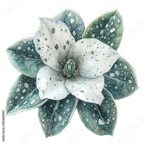 Astrophytum Flower, vibrant painting vector in watercolor style with playful brushwork and lively colors, isolated on a white background.